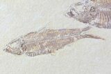 Pair Of Detailed Knightia Fossil Fish - Wyoming #86520-3
